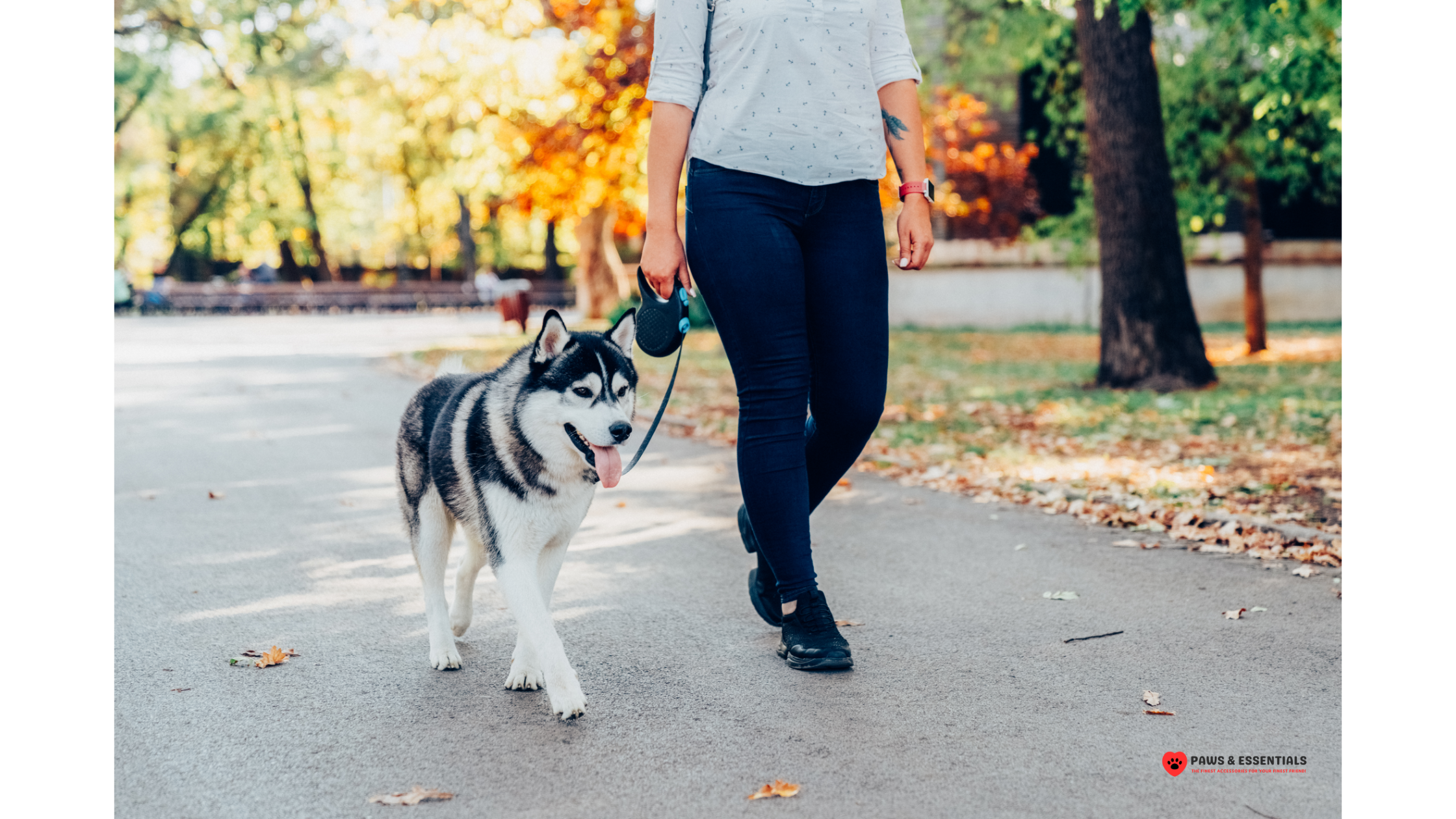 Keeping Your Dog Safe on Walks: Essential Tips for Pet Owners